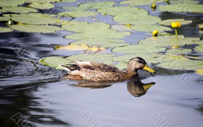 Duck and spatterdock