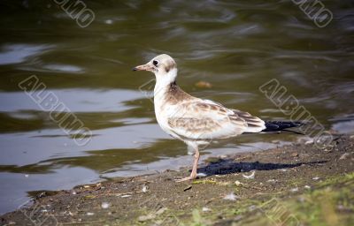 The seagull on coast