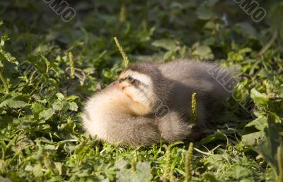 Nestling of an eider