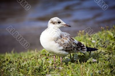 The seagull on coast