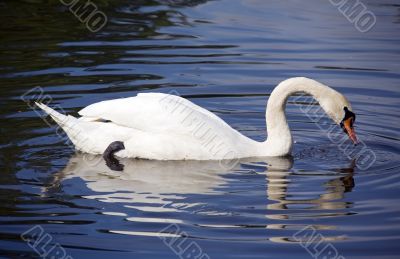 Swan and reflection