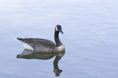 Goose Feeding