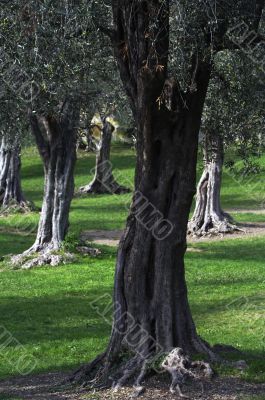 Olive tree