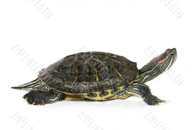 cute turtle over white