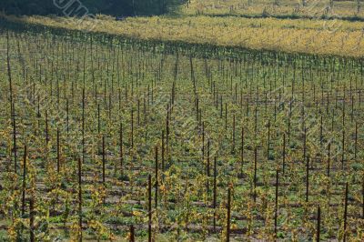 Autumnal vineyard geometry 2