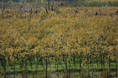 Autumnal vineyard landscape
