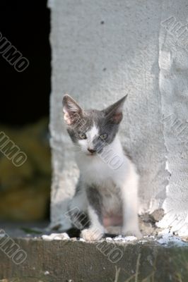 Sweet grey and white kitten