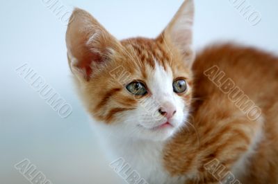 Cute little red kitten
