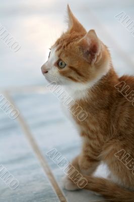 Sweet little kitten