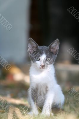 Curious kitten