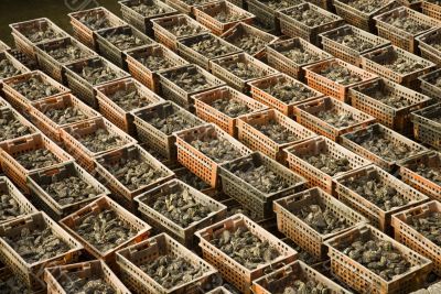 many oysters