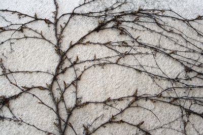 Spring ivy crawling up the wall