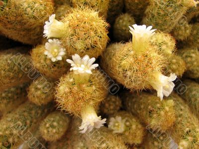 White cactus flowers