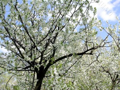 Apple tree in the flowers