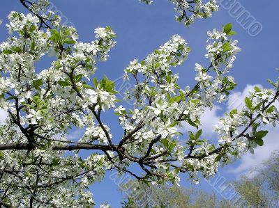 Apple tree in the flowers