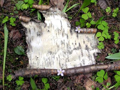 The white part of birch bark