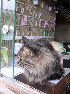 Tomcat in the window