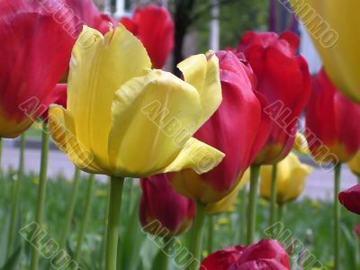 Tulips