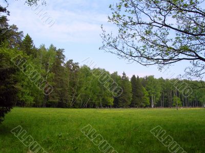 Meadow in the forest