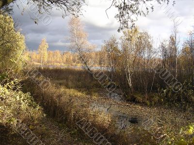 Gold autumn