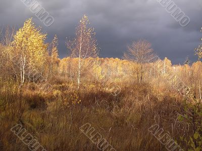 Gold autumn