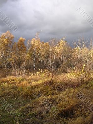 Gold autumn