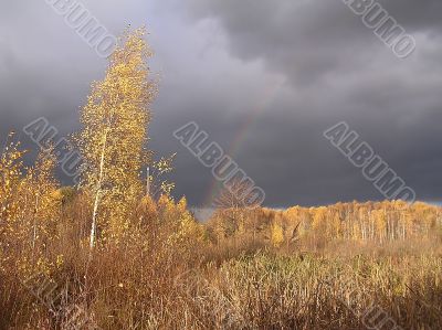 Gold autumn