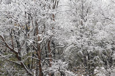 Winter came to town