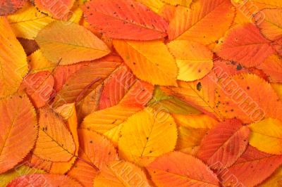 Colorful autumn background