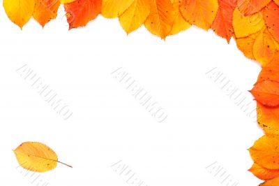 Autumn frame