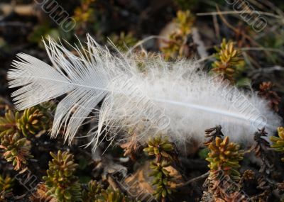 White small feather