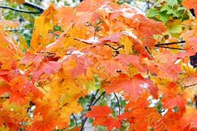 Sheet of the maple
