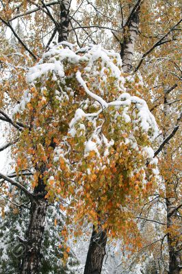 Winter came to town