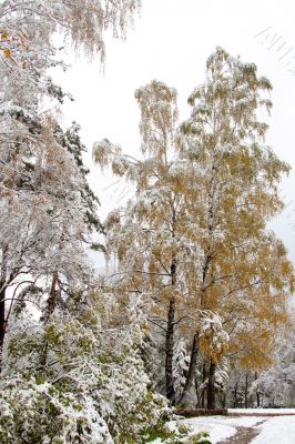 Winter came to town