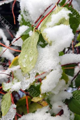 Winter came to town