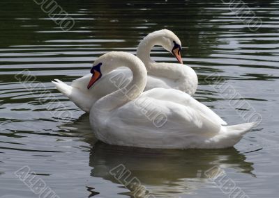 beautiful swan couple in summer lake