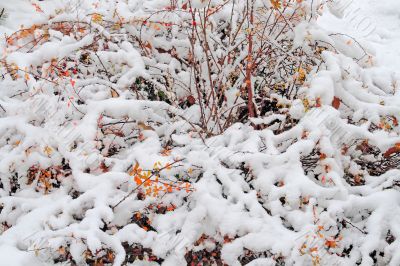 Bush under the snow