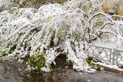 Winter came to town