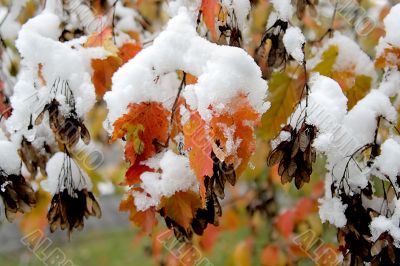 Foliage under the snow