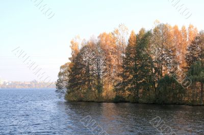 Transparent forest