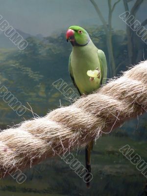 Parrot and the grapes