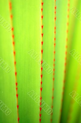 Leaves pattern