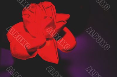 Rose in black background