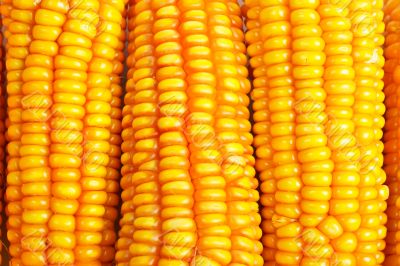 Corn background