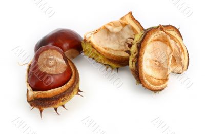 chestnuts