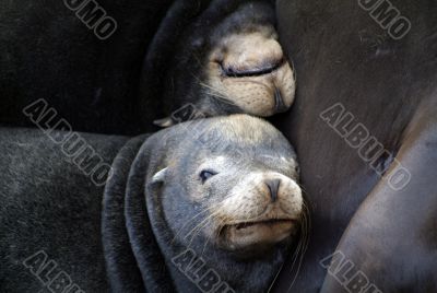 sea lions