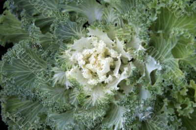 Cabbage (Brassica oleracea Capitata Group)