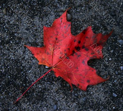 Red Leaf on Gravel