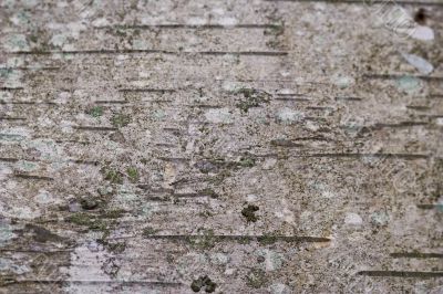 birch bark