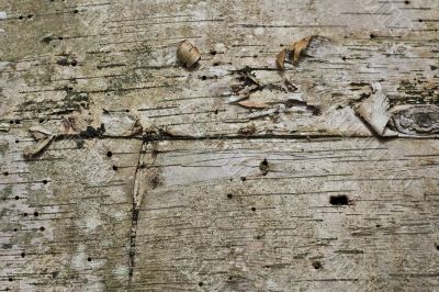 birch bark